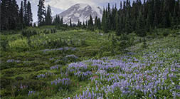 Rainier Flowers