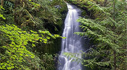 Rainforest Waterfall